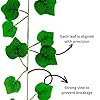 aloud-creations-12pc-artificial-green-leaf-vines-80-leaves-home-decor.webp Aloud Creations 12-piece artificial green leaf vine set with 80 realistic faux leaves for home, wall, balcony, and party decoration